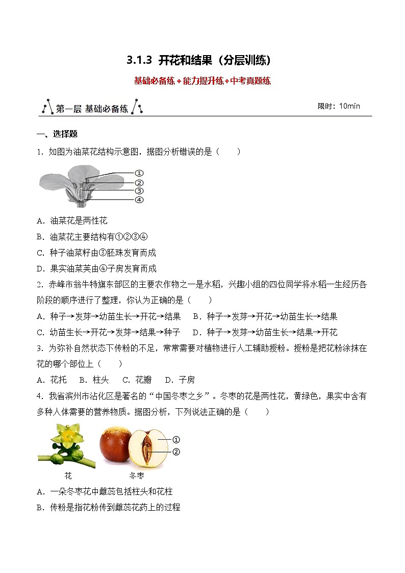 【核心素养】人教版生物七年级下册 3.1.3 开花和结果（分层作业）（原卷版）第1页