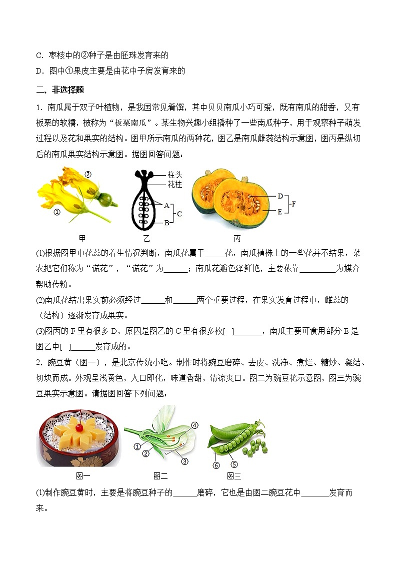 【核心素养】人教版生物七年级下册 3.1.3 开花和结果（分层作业）（原卷版）第2页