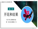 【核心素养】人教版生物七年级下册 3.1.3 开花和结果 同步课件+同步练习+同步教案