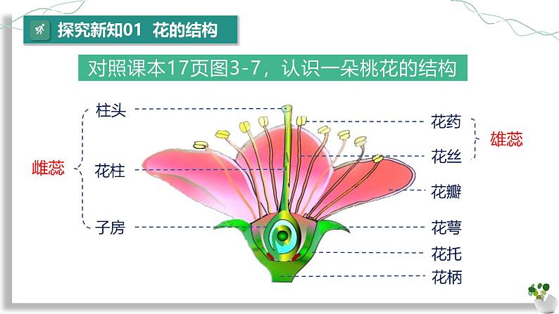 【核心素养】人教版生物七年级下册 3.1.3 开花和结果 同步课件第8页