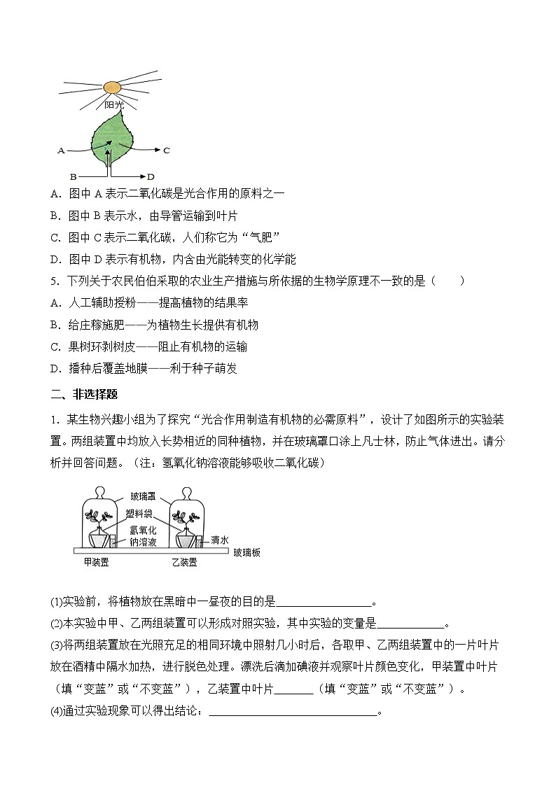 【核心素养】人教版生物七年级下册 3.2.2 光合作用（第2课时）（分层作业）（原卷版）第2页