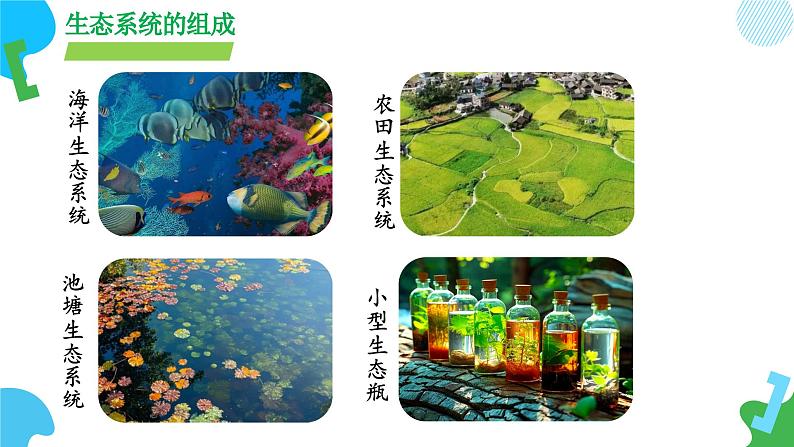 【核心素养】苏教版生物七年级下册 3.7.1 生态系统的构成（教学课件）（第2课时）第8页