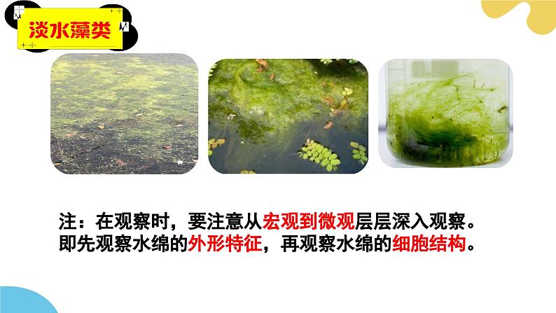 【核心素养】苏科版生物七年级下册 7.1 藻类 同步课件第6页