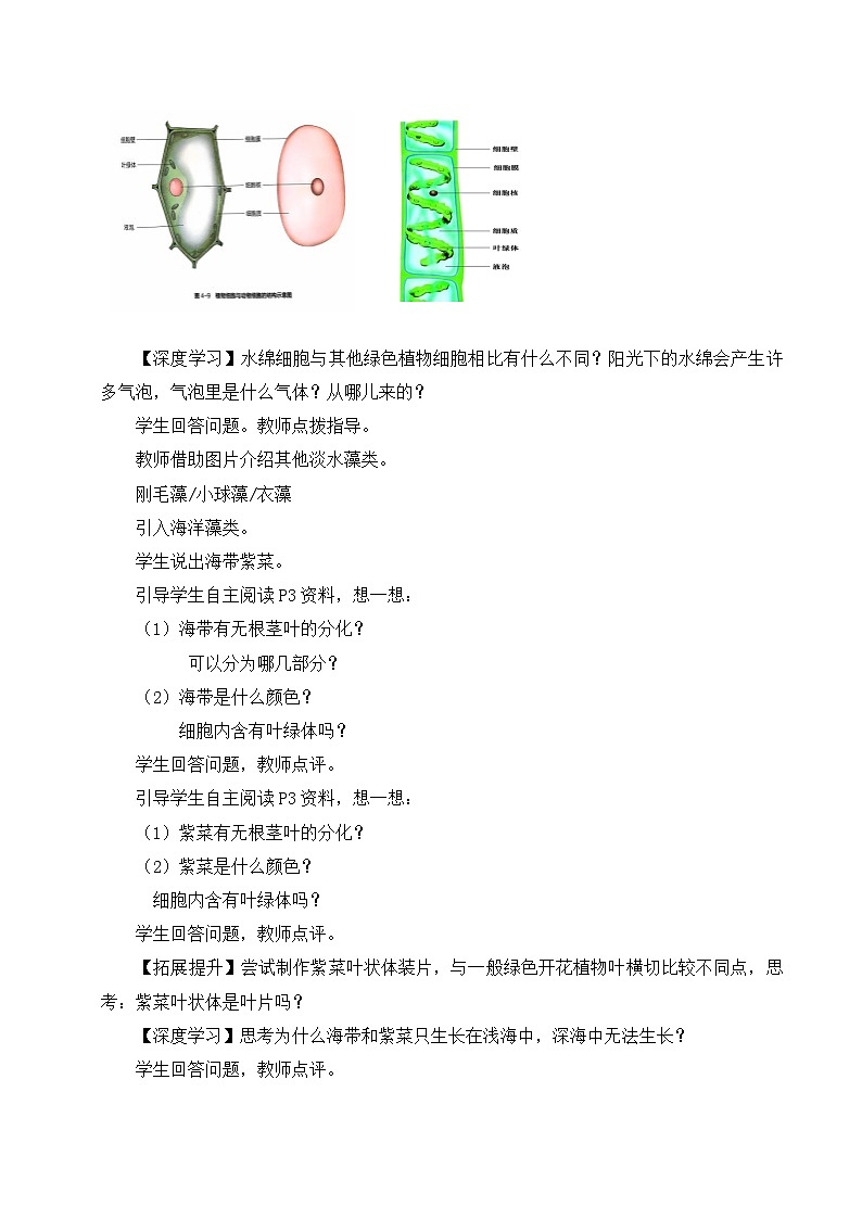 【核心素养】苏科版生物七年级下册 7.1 藻类 同步教案第3页