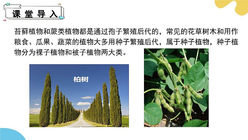 【核心素养】苏科版生物七年级下册 7.3 种子植物 同步课件第4页