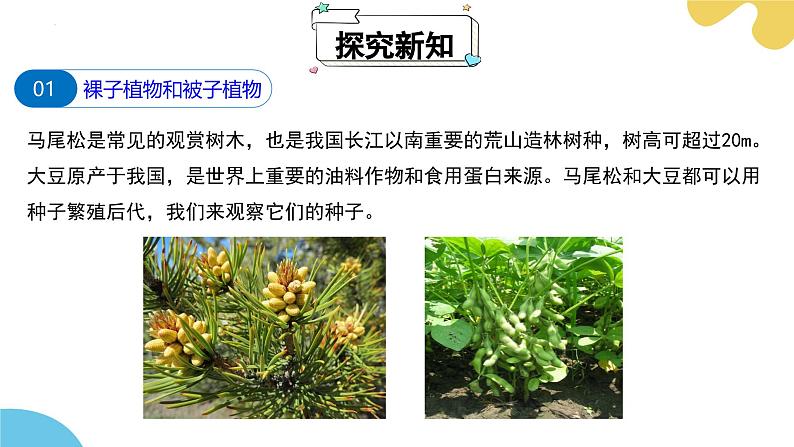 【核心素养】苏科版生物七年级下册 7.3 种子植物 同步课件第5页