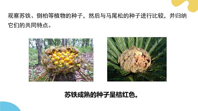 【核心素养】苏科版生物七年级下册 7.3 种子植物 同步课件第7页