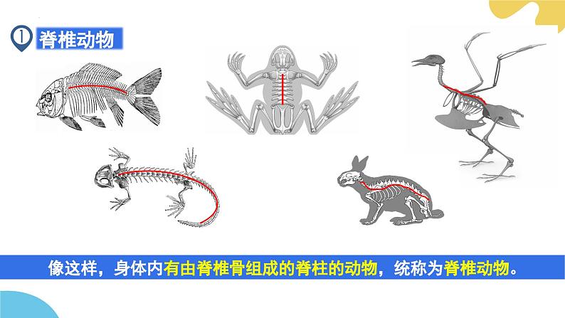 【核心素养】苏科版生物七年级下册 8.1 无脊椎动物（第1课时） 同步课件第5页