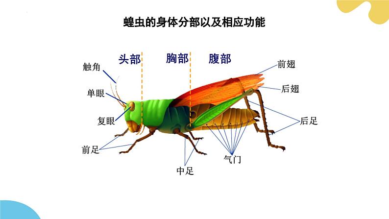 【核心素养】苏科版生物七年级下册 8.1 无脊椎动物（第2课时） 同步课件第8页