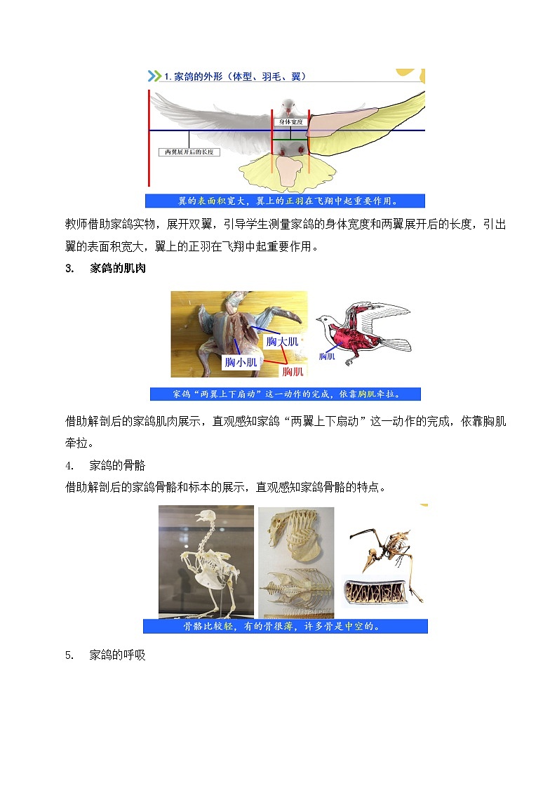【核心素养】苏科版生物七年级下册 8.2 脊椎动物（第3课时） 同步教案第3页
