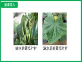 3.2.1 水的利用與散失 （課件）-2024--2025學(xué)年人教版生物七年級下冊