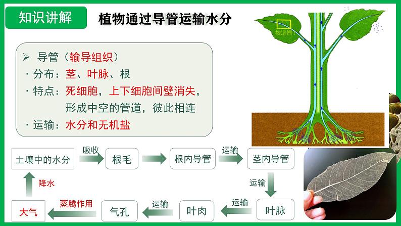 3.2.1 水的利用与散失 （课件）-2024--2025学年人教版生物七年级下册第8页