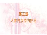 第五章  人体内废物的排出 （课件）-2024--2025学年人教版生物七年级下册