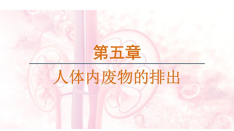 第五章  人体内废物的排出 （课件）-2024--2025学年人教版生物七年级下册第1页