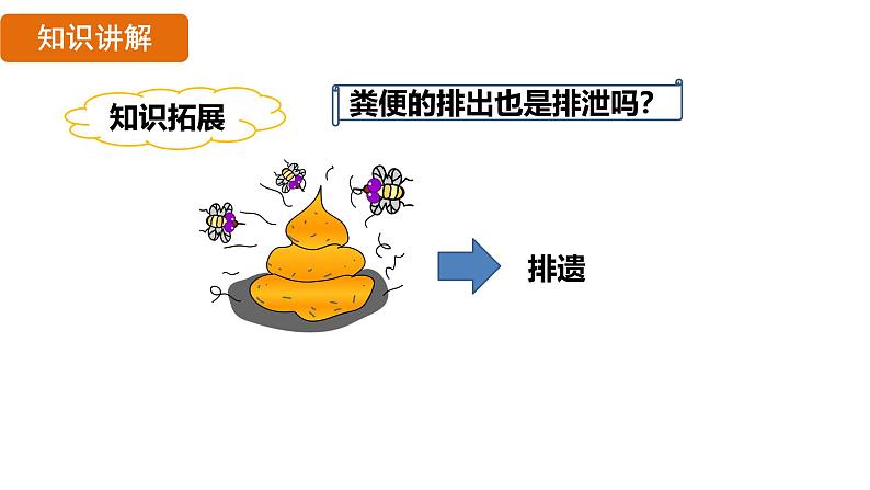 第五章  人体内废物的排出 （课件）-2024--2025学年人教版生物七年级下册第5页