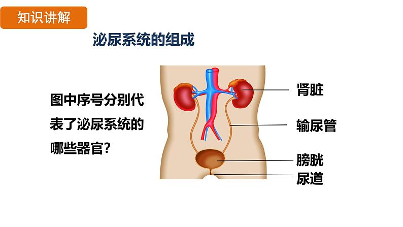 第五章  人体内废物的排出 （课件）-2024--2025学年人教版生物七年级下册第6页