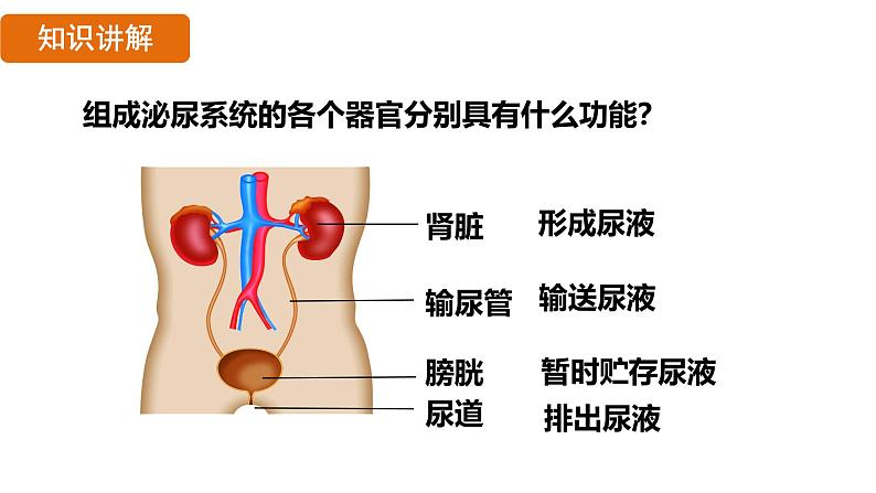 第五章  人体内废物的排出 （课件）-2024--2025学年人教版生物七年级下册第7页