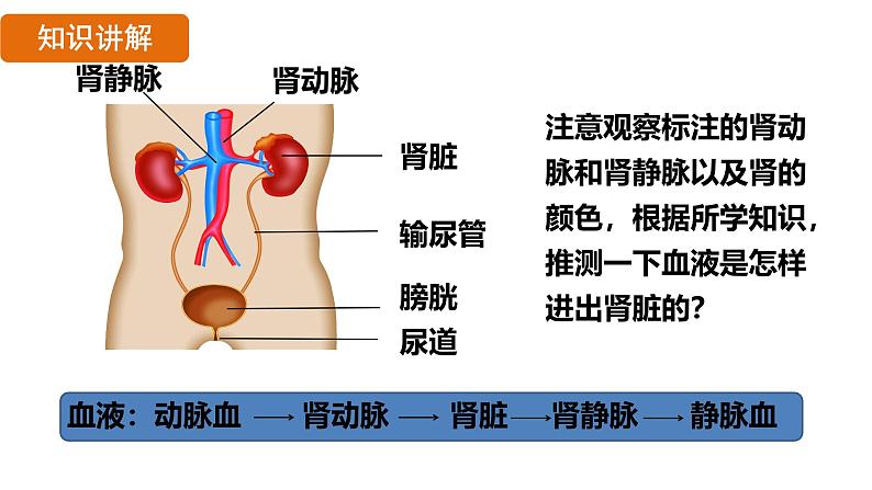 第五章  人体内废物的排出 （课件）-2024--2025学年人教版生物七年级下册第8页