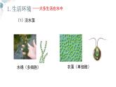 【核心素养目标】鲁教版生物六年级下册3.1.1《藻类》课件