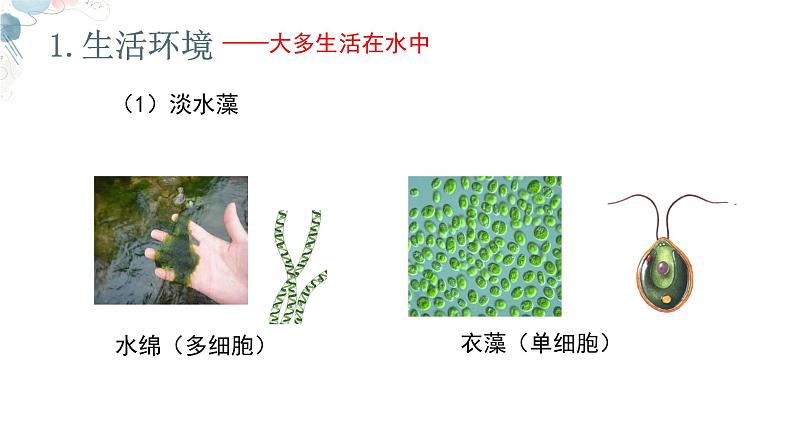 【核心素养目标】鲁教版生物六年级下册3.1.1《藻类》课件第5页