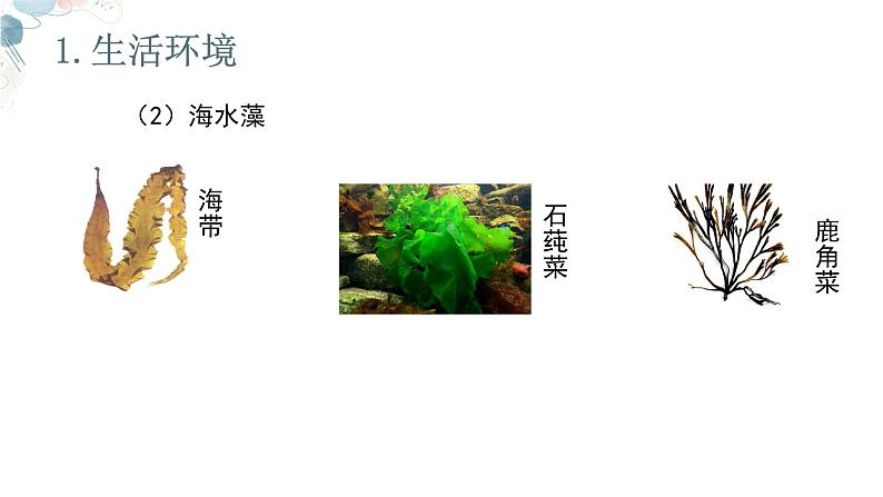 【核心素养目标】鲁教版生物六年级下册3.1.1《藻类》课件第6页