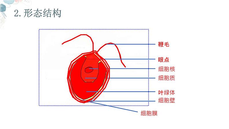 【核心素养目标】鲁教版生物六年级下册3.1.1《藻类》课件第8页