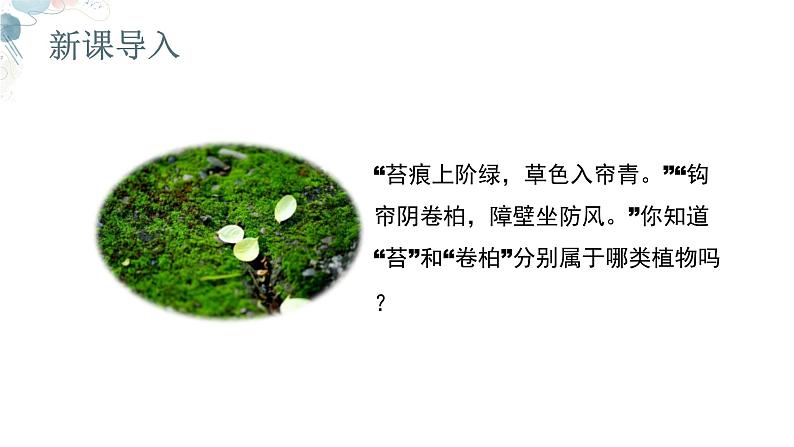 【核心素养目标】鲁教版生物六年级下册3.1.2《苔藓植物和蕨类植物》课件第2页