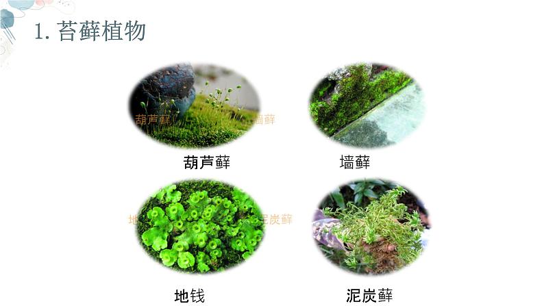 【核心素养目标】鲁教版生物六年级下册3.1.2《苔藓植物和蕨类植物》课件第5页