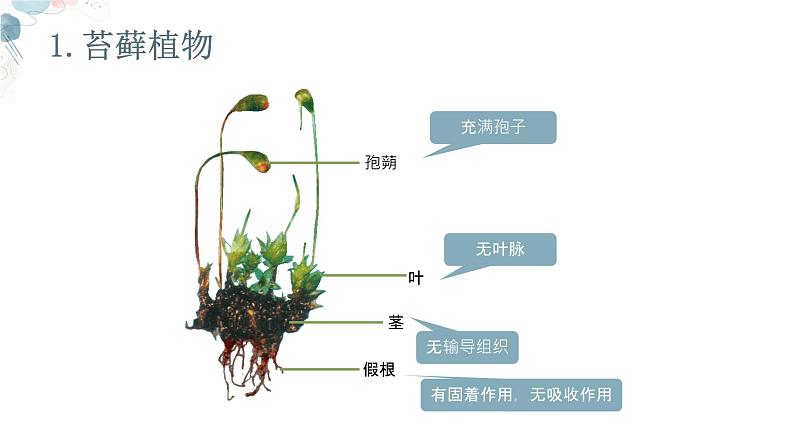 【核心素养目标】鲁教版生物六年级下册3.1.2《苔藓植物和蕨类植物》课件第6页