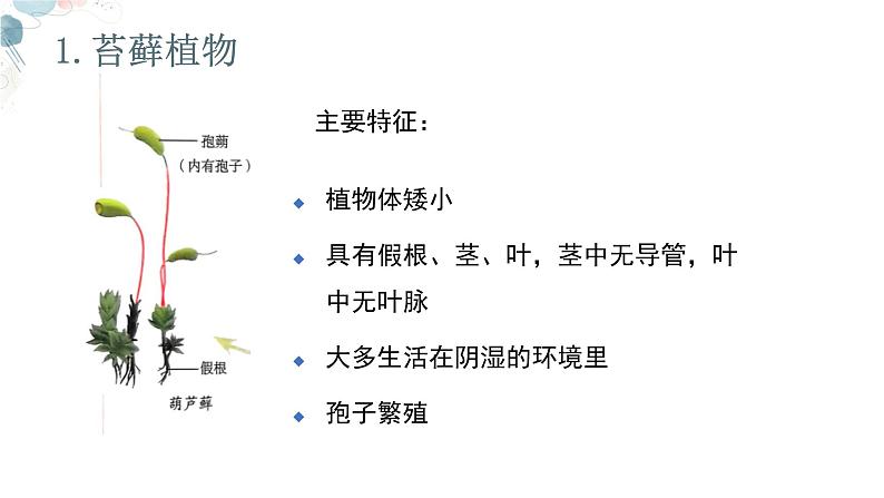 【核心素养目标】鲁教版生物六年级下册3.1.2《苔藓植物和蕨类植物》课件第7页