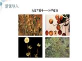 【核心素养目标】鲁教版生物六年级下册3.1.3《种子植物》课件