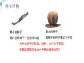 【核心素养目标】鲁教版生物六年级下册3.1.3《种子植物》课件
