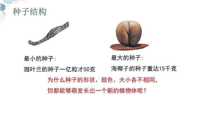 【核心素养目标】鲁教版生物六年级下册3.1.3《种子植物》课件第5页