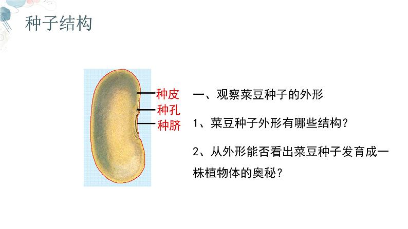 【核心素养目标】鲁教版生物六年级下册3.1.3《种子植物》课件第7页