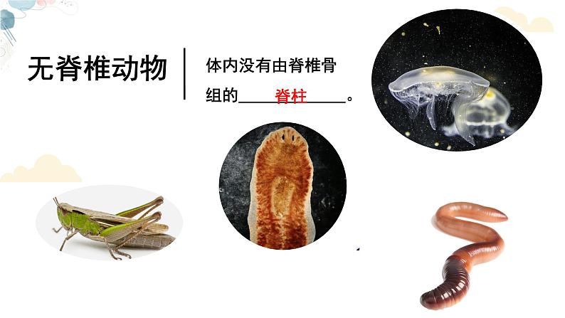 【核心素养目标】鲁教版生物六年级下册3.2.1《无脊椎动物》课件第7页