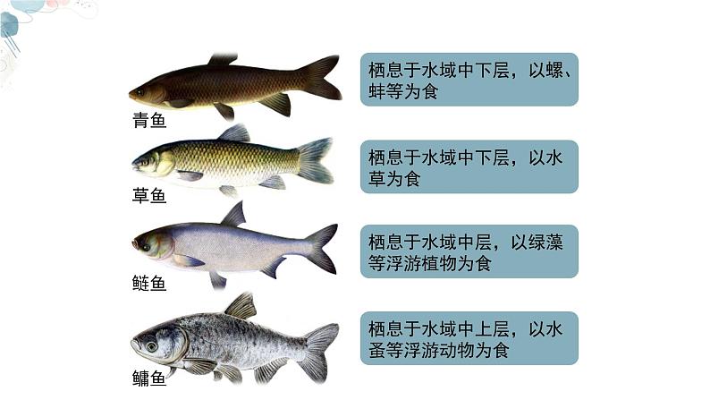 【核心素养目标】鲁教版生物六年级下册3.2.2《鱼类》课件第5页