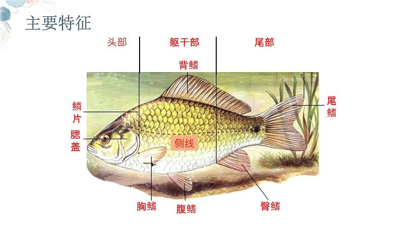 【核心素养目标】鲁教版生物六年级下册3.2.2《鱼类》课件第8页