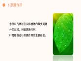【核心素养目标】济南版初中生物七年级下册3.1.2《蒸腾作用促进植物对水的吸收和运输》课件