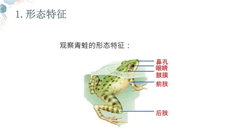 【核心素养目标】鲁教版初中生物六年级下册3.2.3《两栖类和爬行类》课件第6页