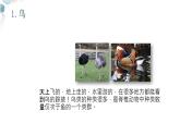 【核心素养目标】鲁教版初中生物六年级下册3.2.4《鸟类》课件
