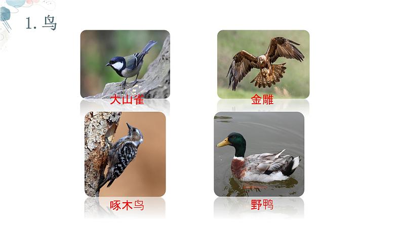 【核心素养目标】鲁教版初中生物六年级下册3.2.4《鸟类》课件第6页