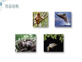 【核心素养目标】鲁教版初中生物六年级下册3.2.5《哺乳类》课件