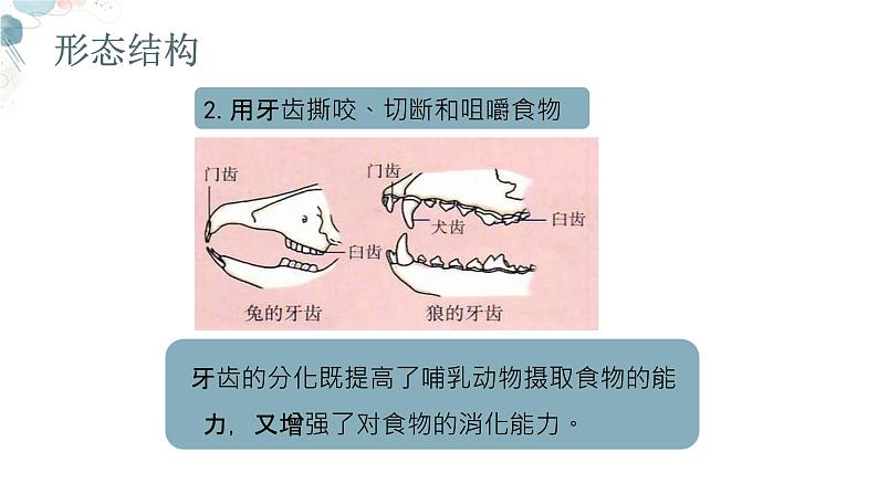 【核心素养目标】鲁教版初中生物六年级下册3.2.5《哺乳类》课件第8页