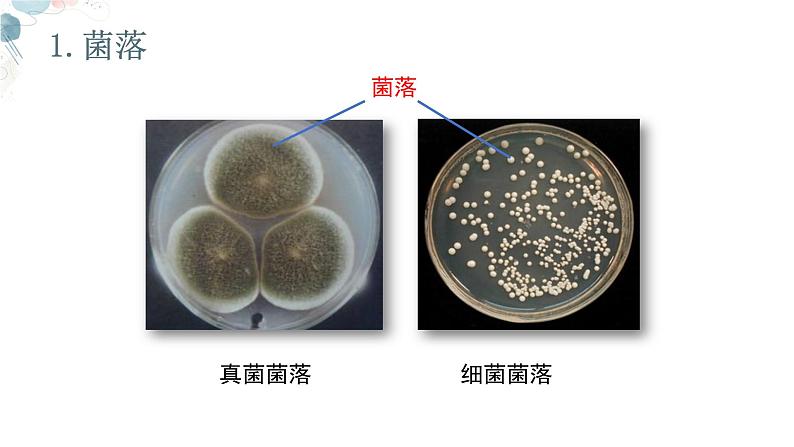 【核心素养目标】鲁教版初中生物六年级下册3.3.1《微生物在环境中的分布》课件第6页