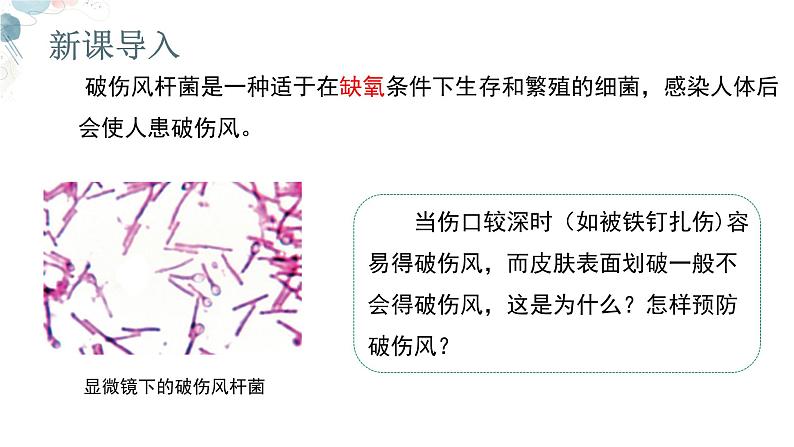 【核心素养目标】鲁教版初中生物六年级下册3.3.2《细菌》课件第2页