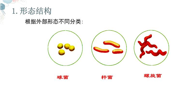 【核心素养目标】鲁教版初中生物六年级下册3.3.2《细菌》课件第7页