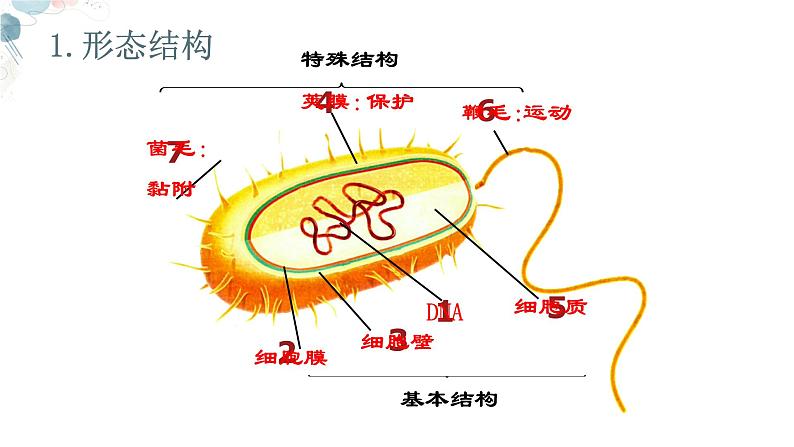 【核心素养目标】鲁教版初中生物六年级下册3.3.2《细菌》课件第8页