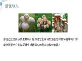 【核心素养目标】鲁教版初中生物六年级下册3.3.3《真菌》课件