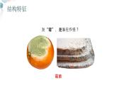 【核心素养目标】鲁教版初中生物六年级下册3.3.3《真菌》课件