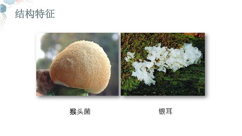 【核心素养目标】鲁教版初中生物六年级下册3.3.3《真菌》课件第8页